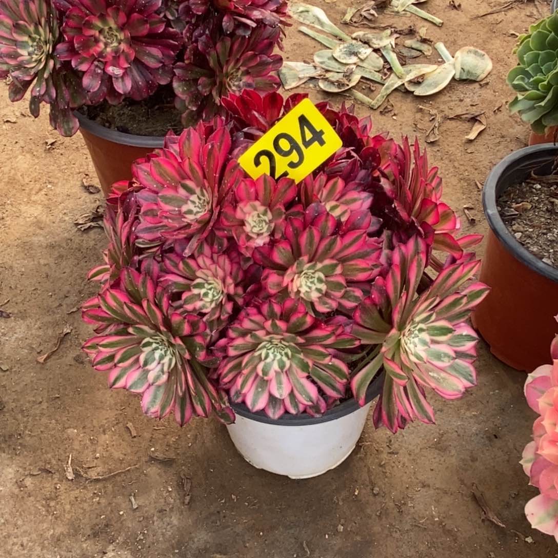 红通白多肉法师294