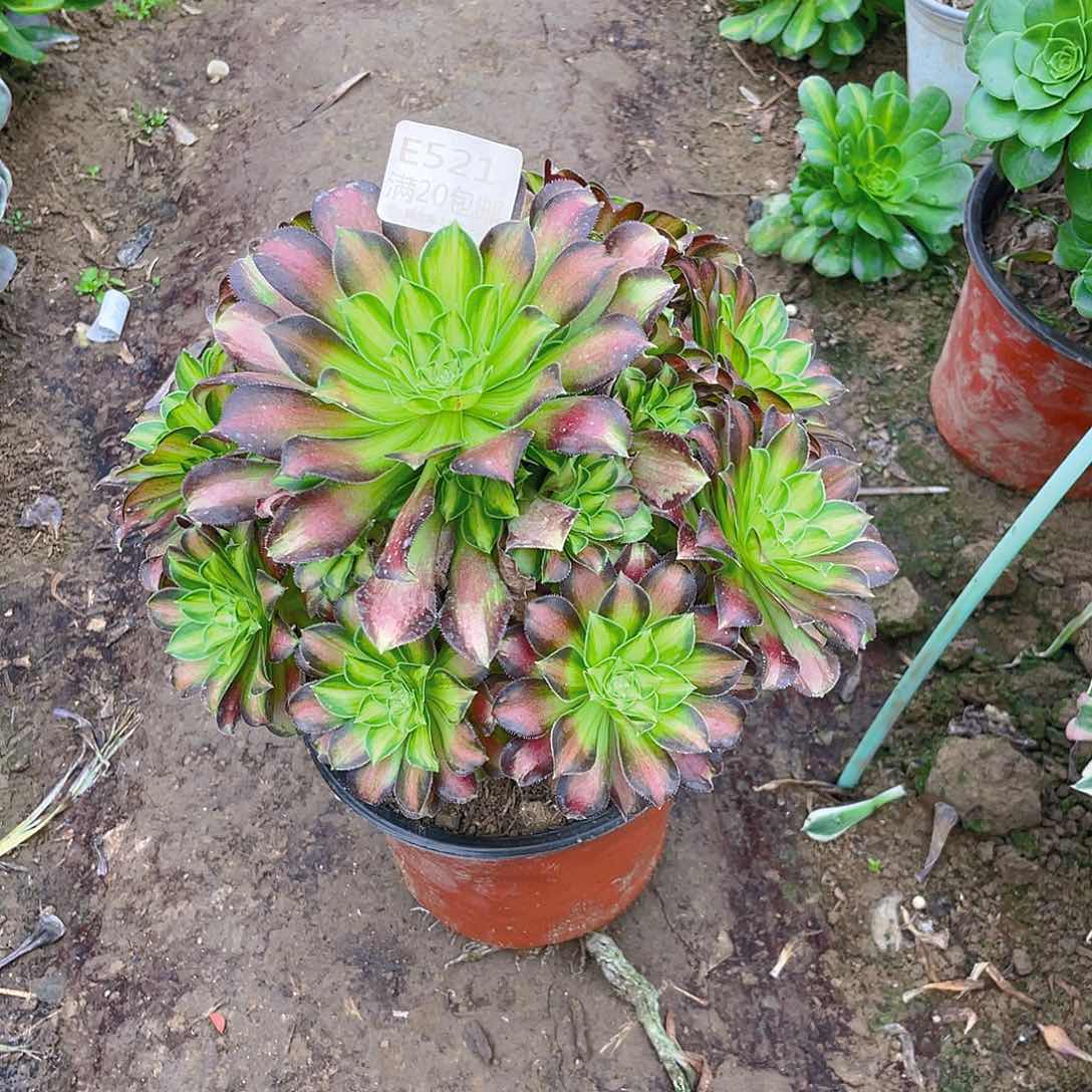 521韶华多肉小损不包