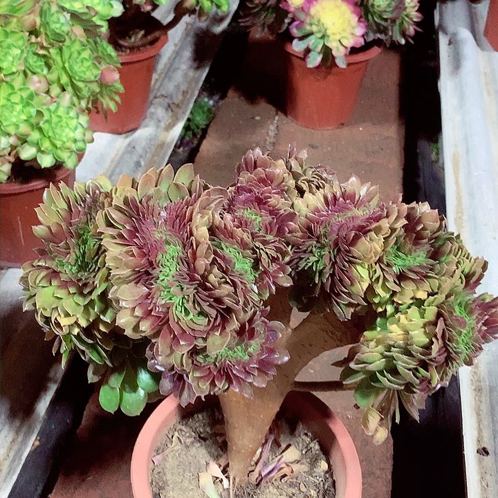 万缀化，多肉植物