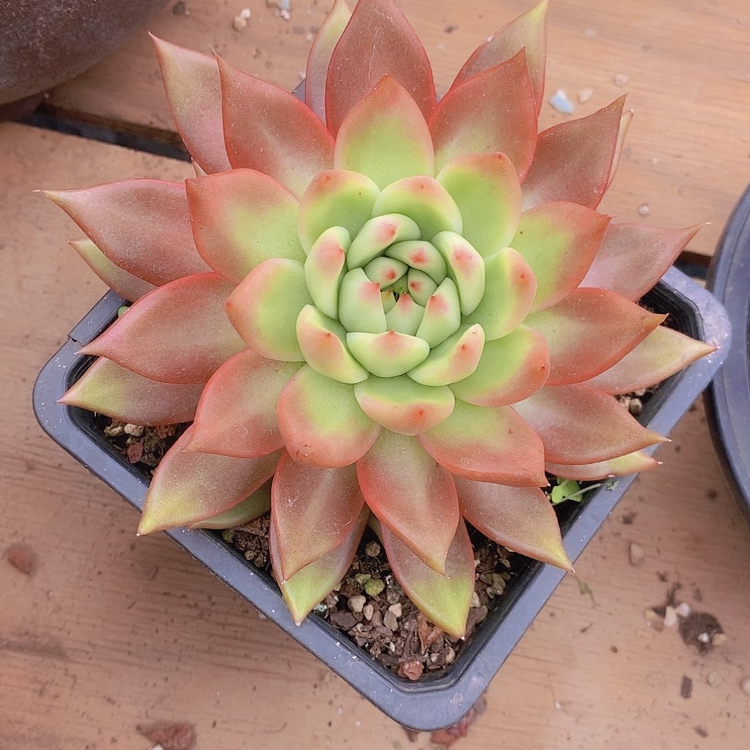 多肉植物钻石变异