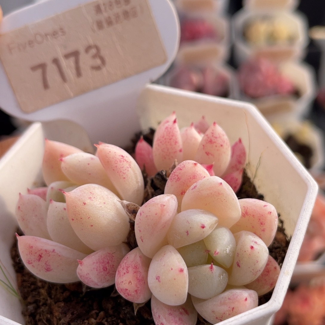 西施7173-5.5厘米