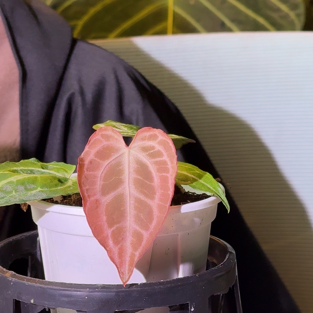 不开花植物G818蝴蝶杂skg红