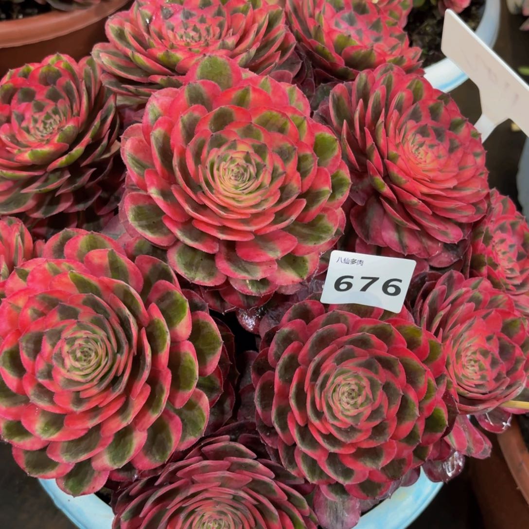 好*爱676多肉植物荔枝