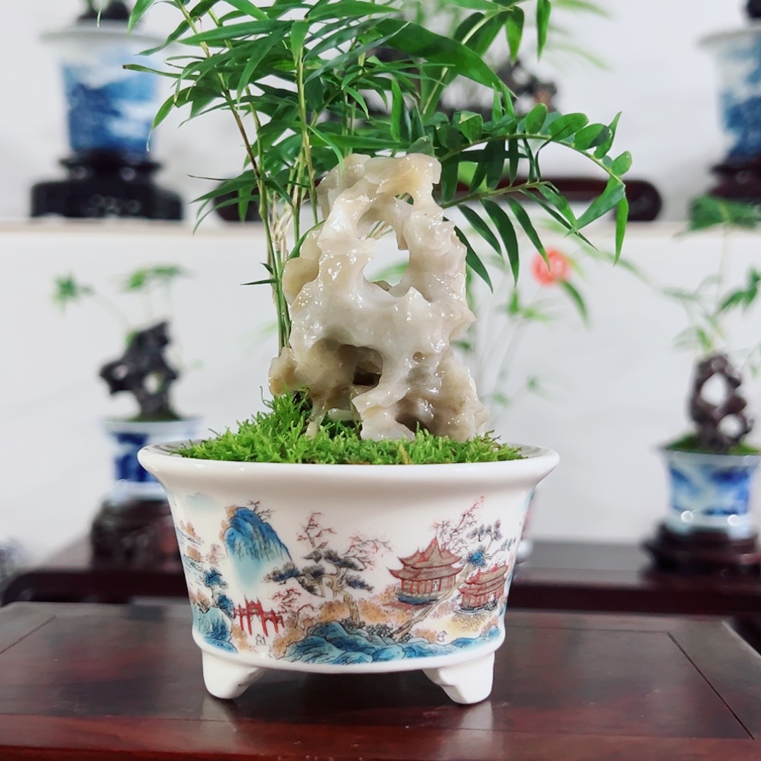 无花朵盆景，凤尾竹，玉玲珑