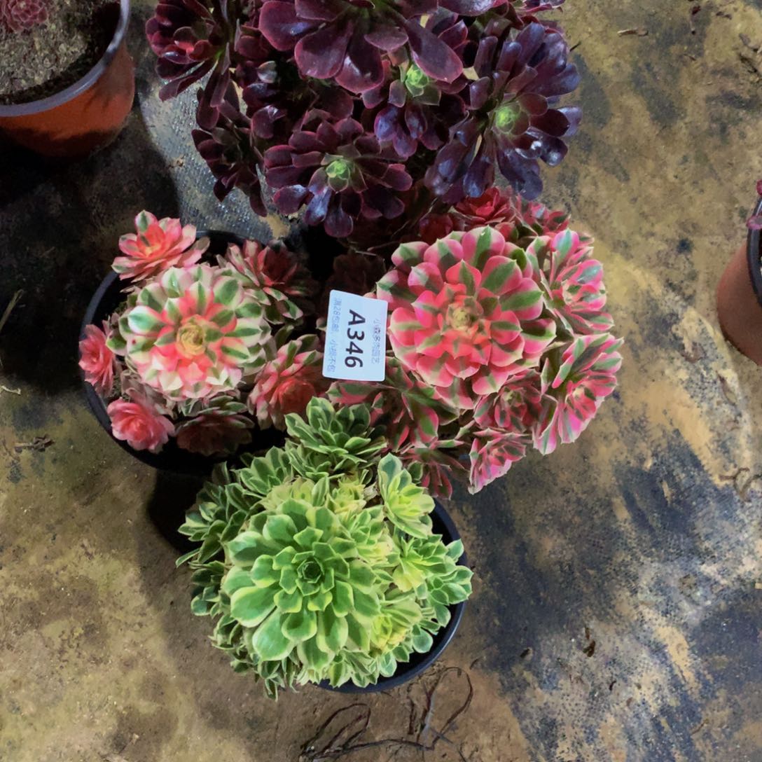 雨****睿金丝。倾城。女巫。迈巴赫346