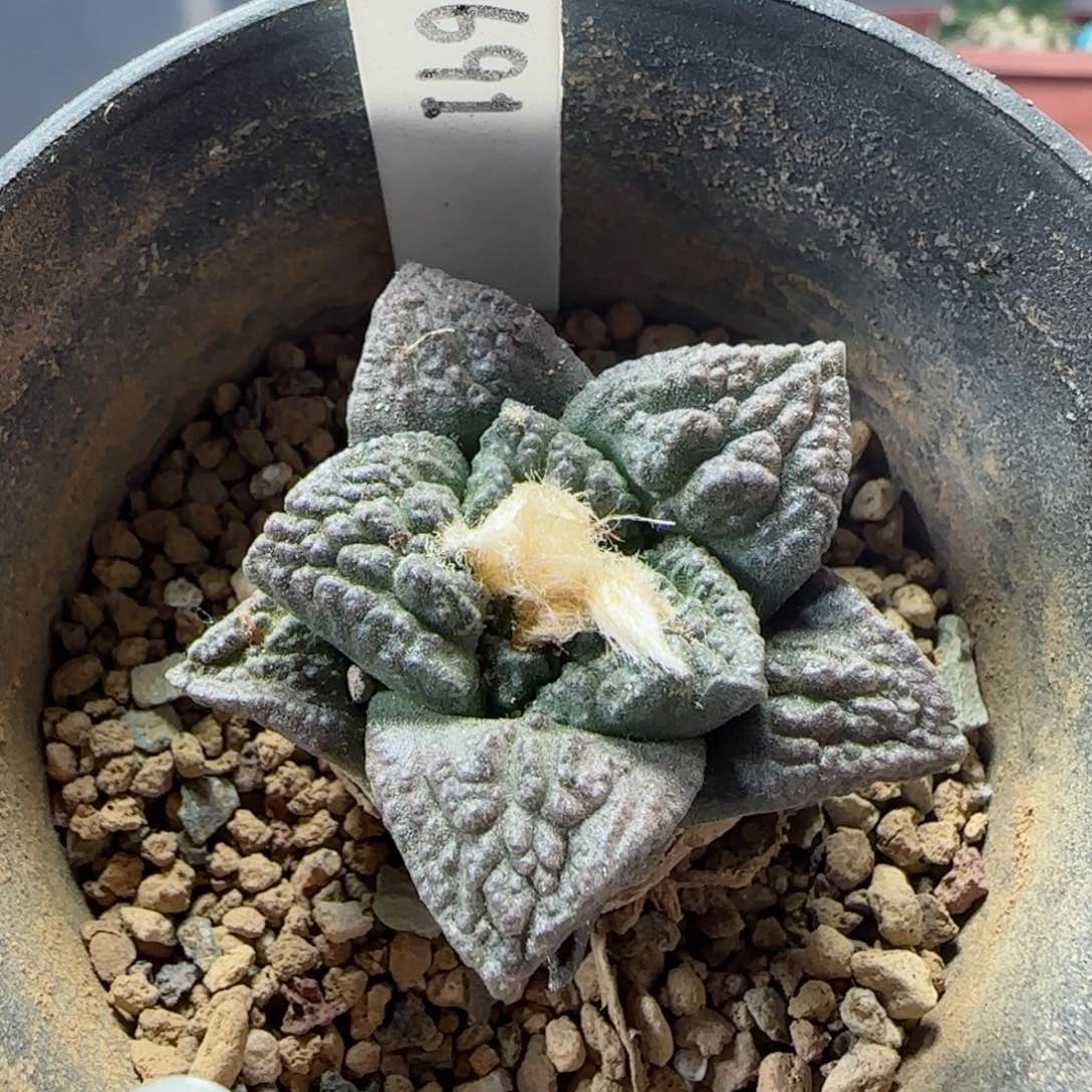 实生辛顿牡丹多肉