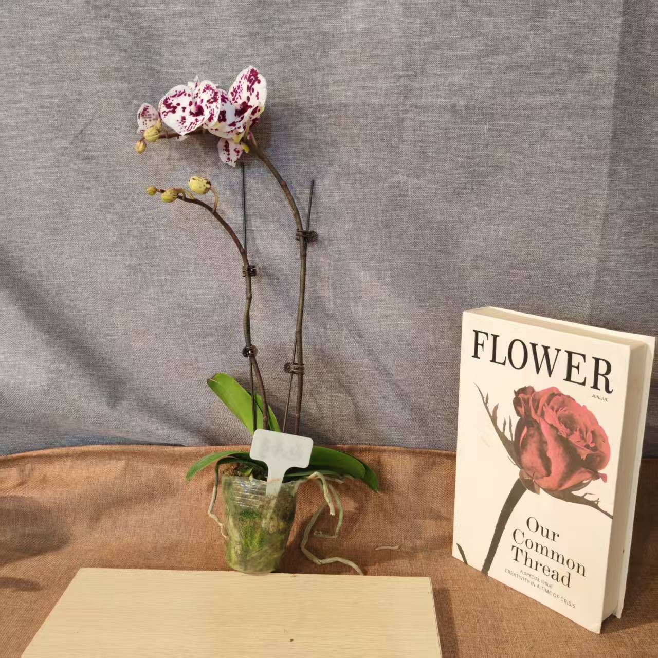 鲜花【黑白独角兽】蝴蝶兰室内种植观赏送礼带花发货