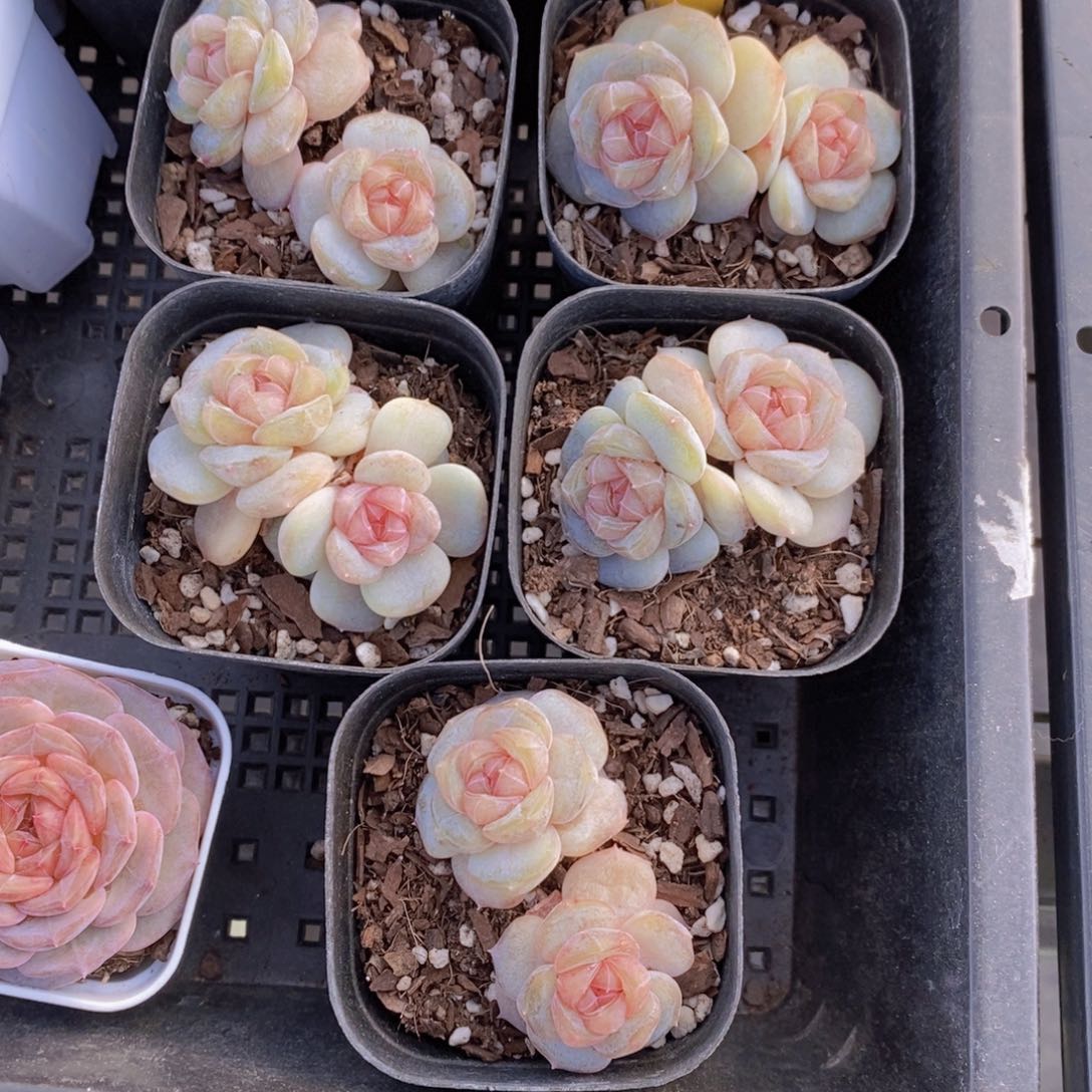 21-33-糖心白兰地双头一个