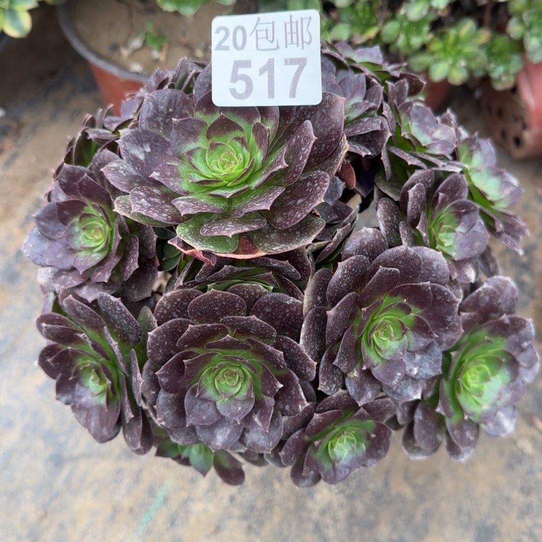 赤焰莲517满20包邮断枝不包