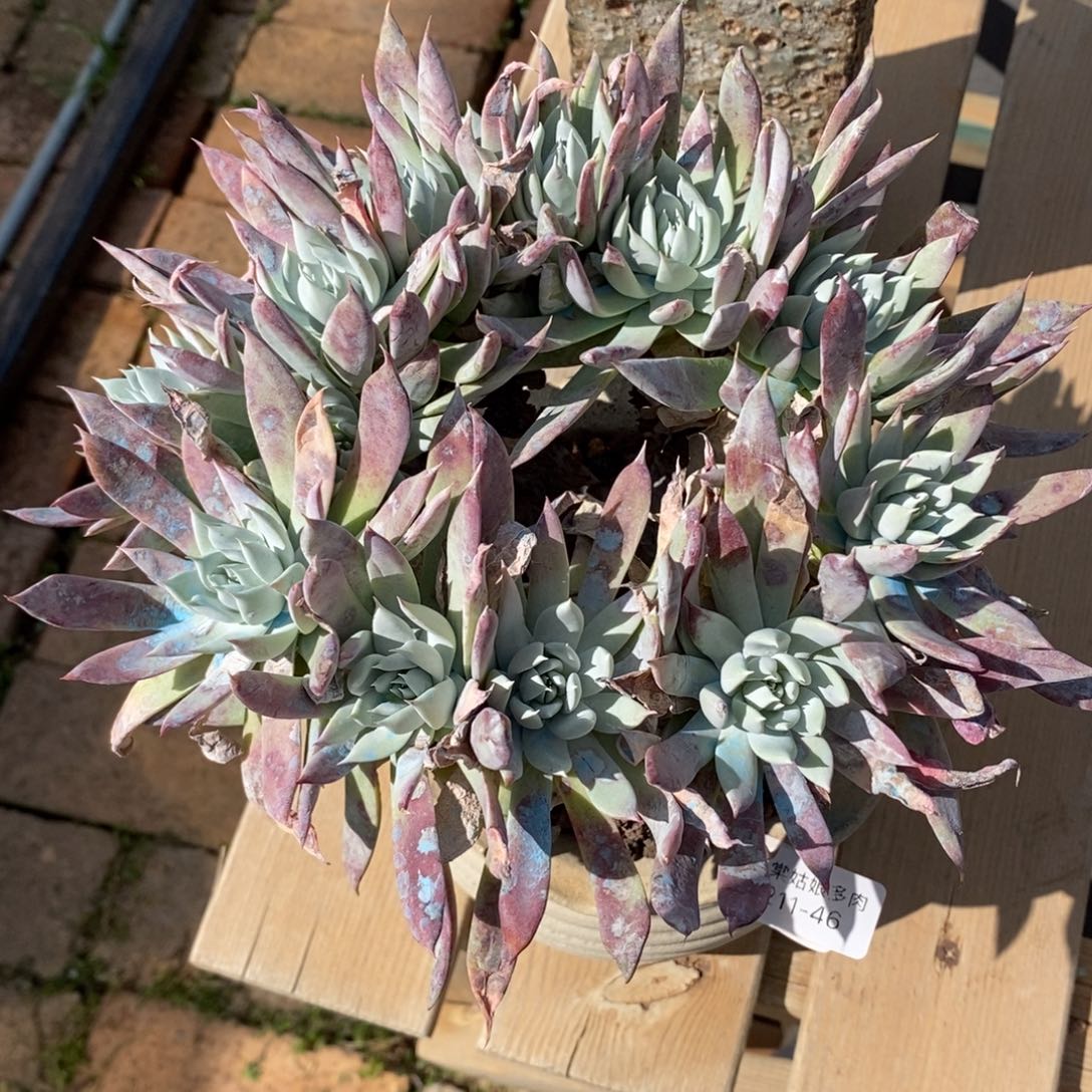 46号流丹白毫大群多肉