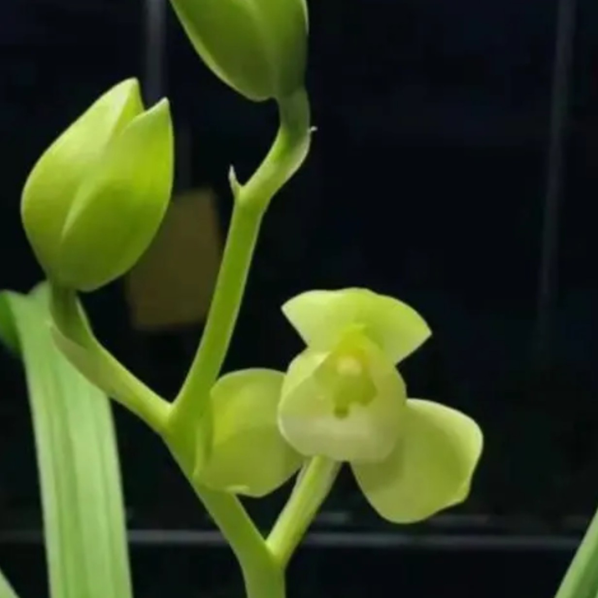 春剑大荷素品种花期6月到12月浓香型自然棚养殖素心