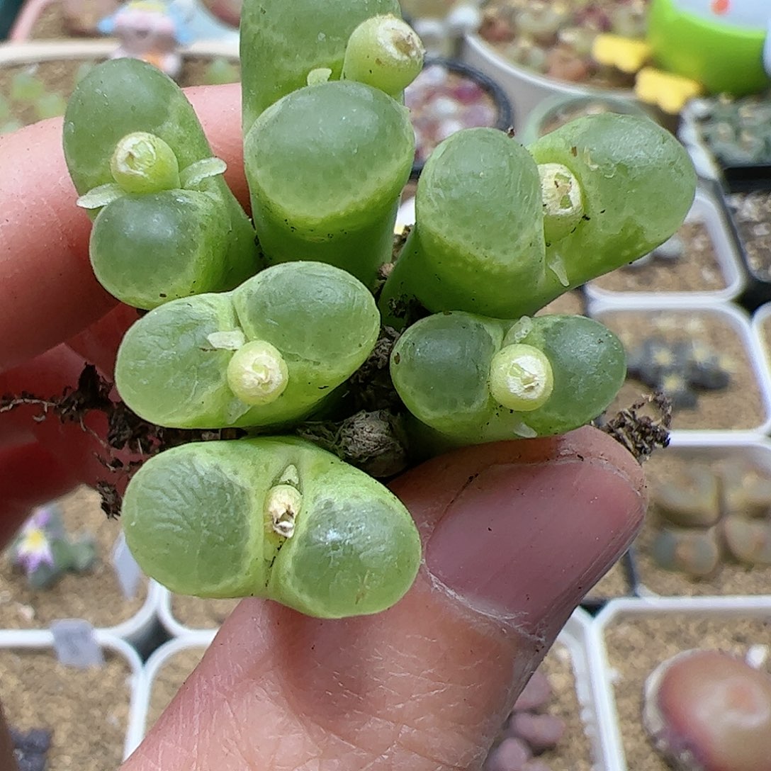 【闪购商品】214 双12福利