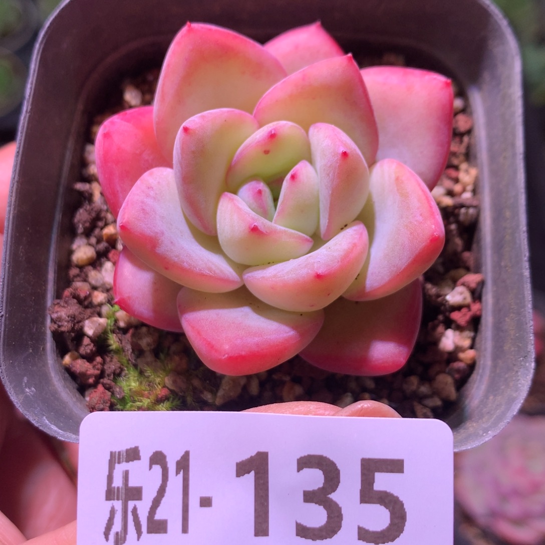 乐然21-135 草莓泡芙 