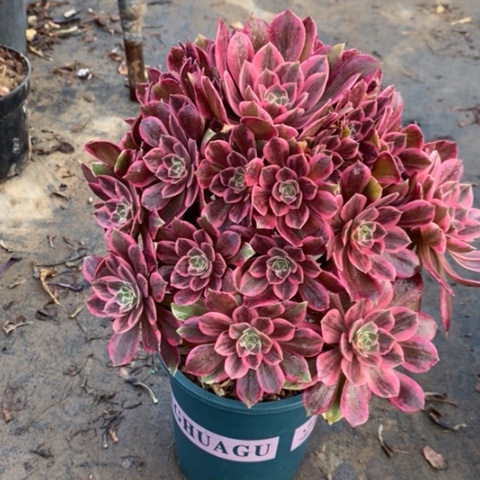 浣纱多肉植物005