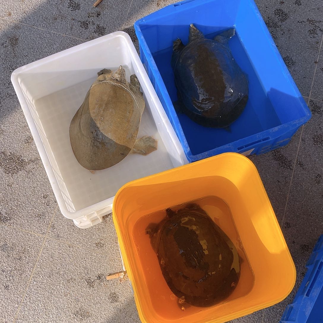 中国大陆4747557374773