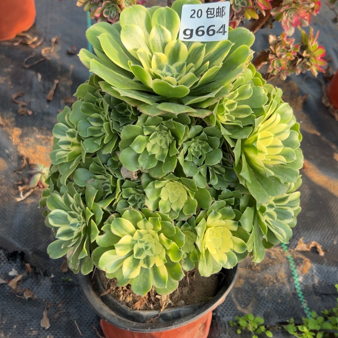 664新尼亚，，满20包邮嘟叮熊