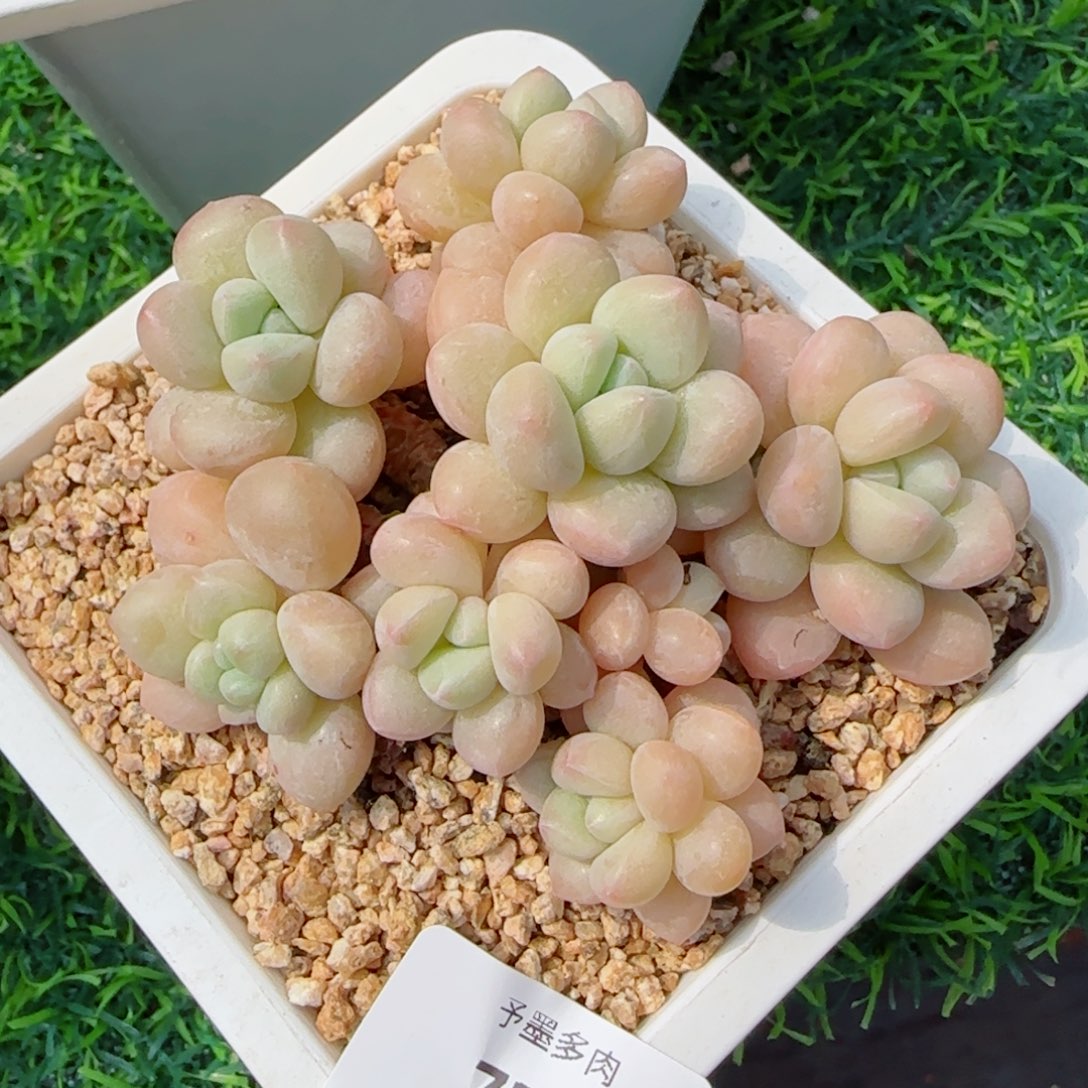 泡泡糖无砍，7380多肉