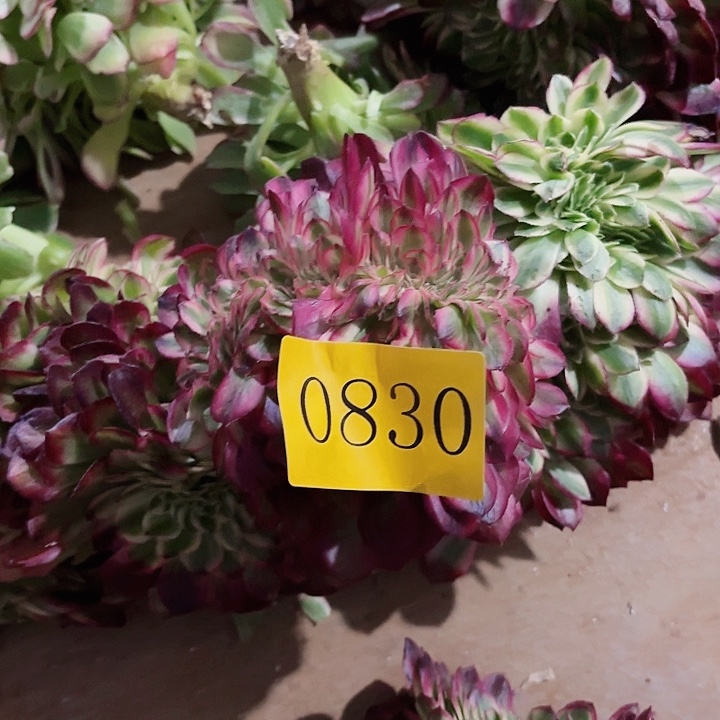 多肉植物缀0830福利