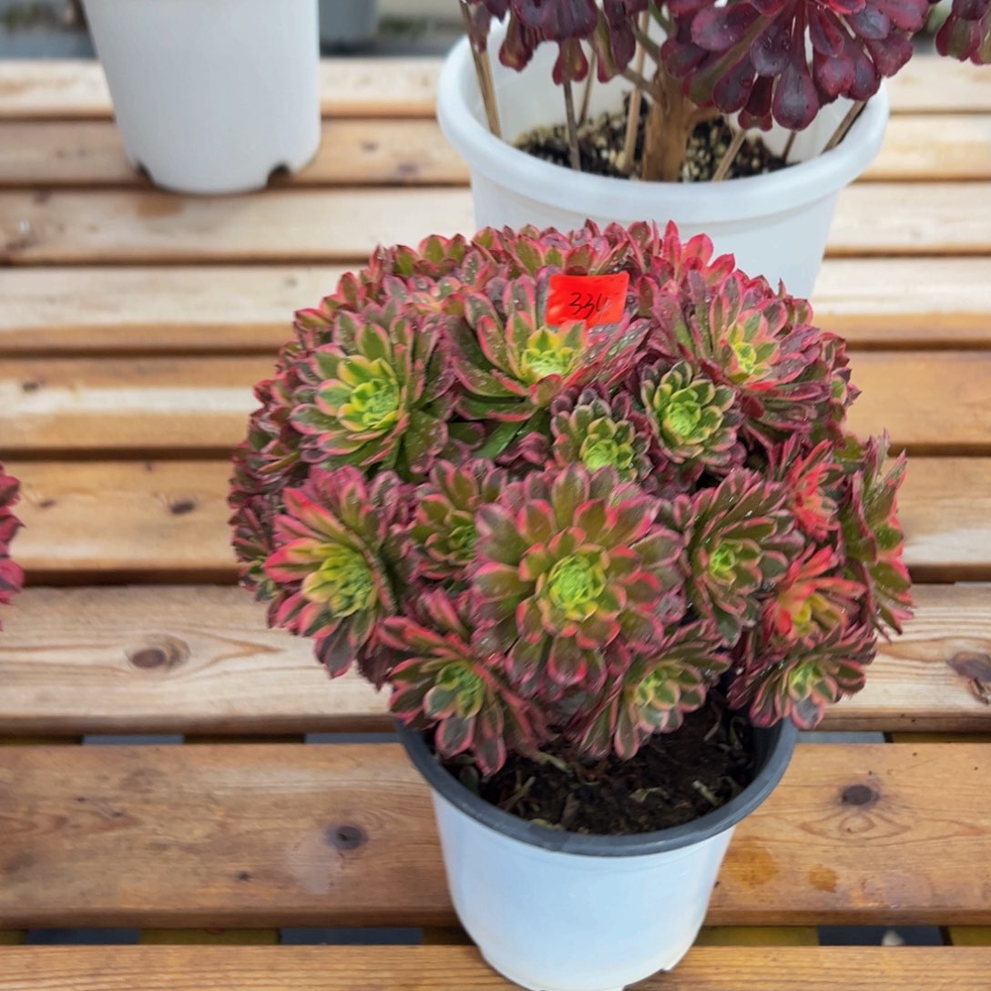 354炖肉植物发货招霞