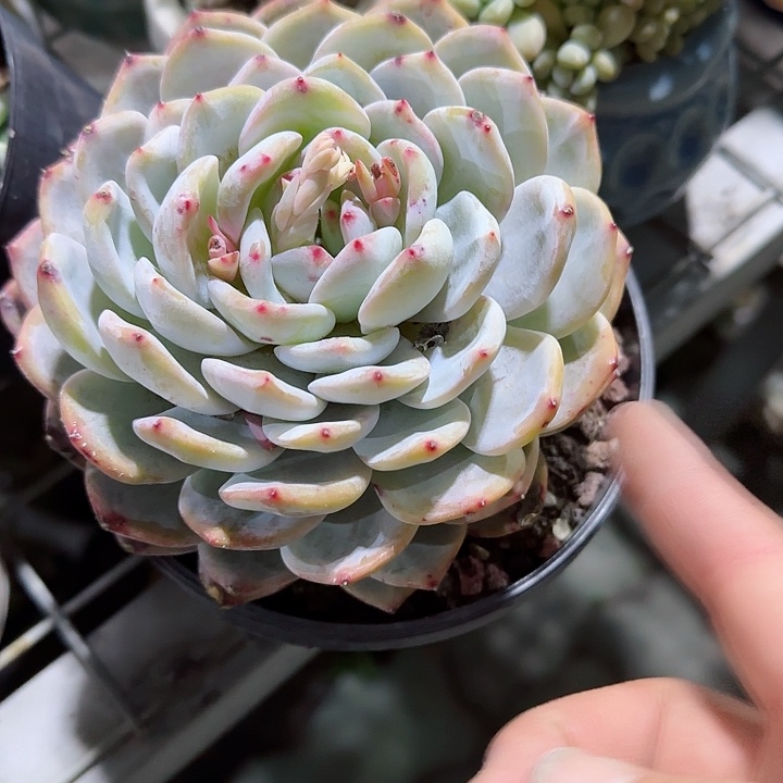 大号单头成梦露多肉植物