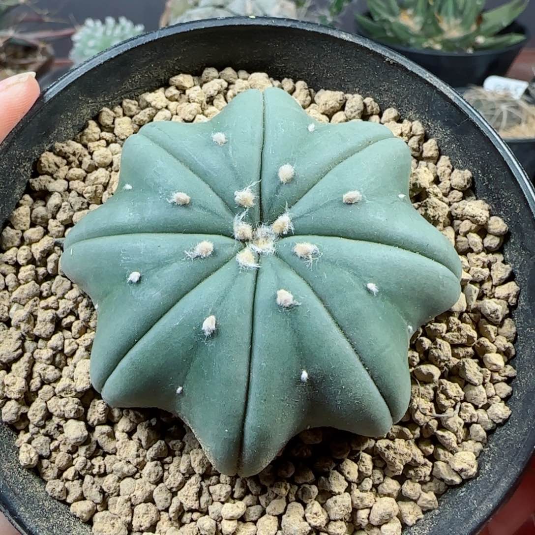 122实生琉璃海星兜多肉6厘米