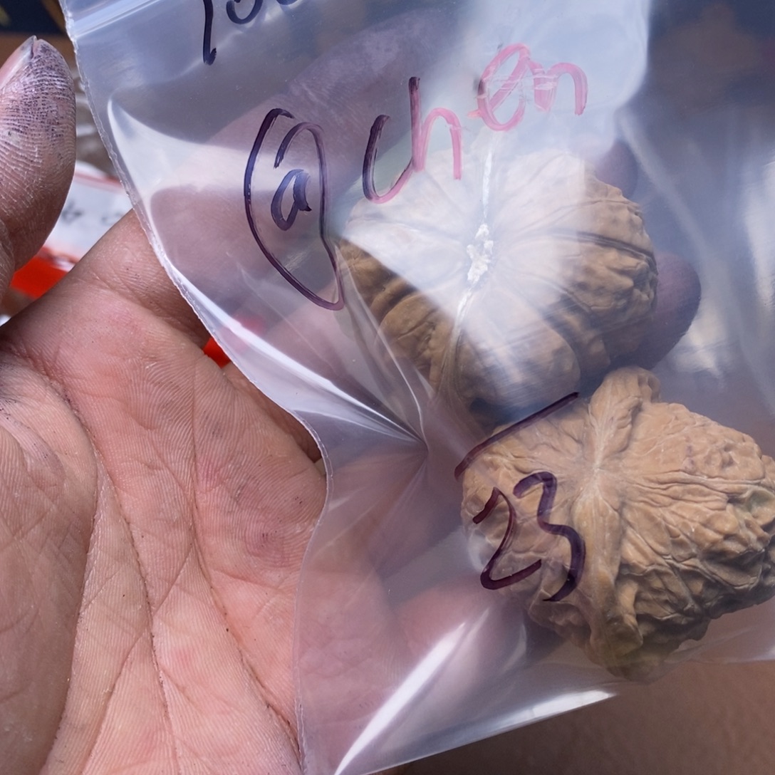 @***n手串/手链核桃10086