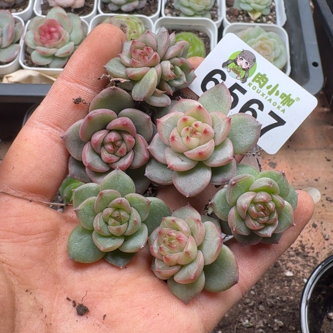 蓝***️多肉植物多肉植物