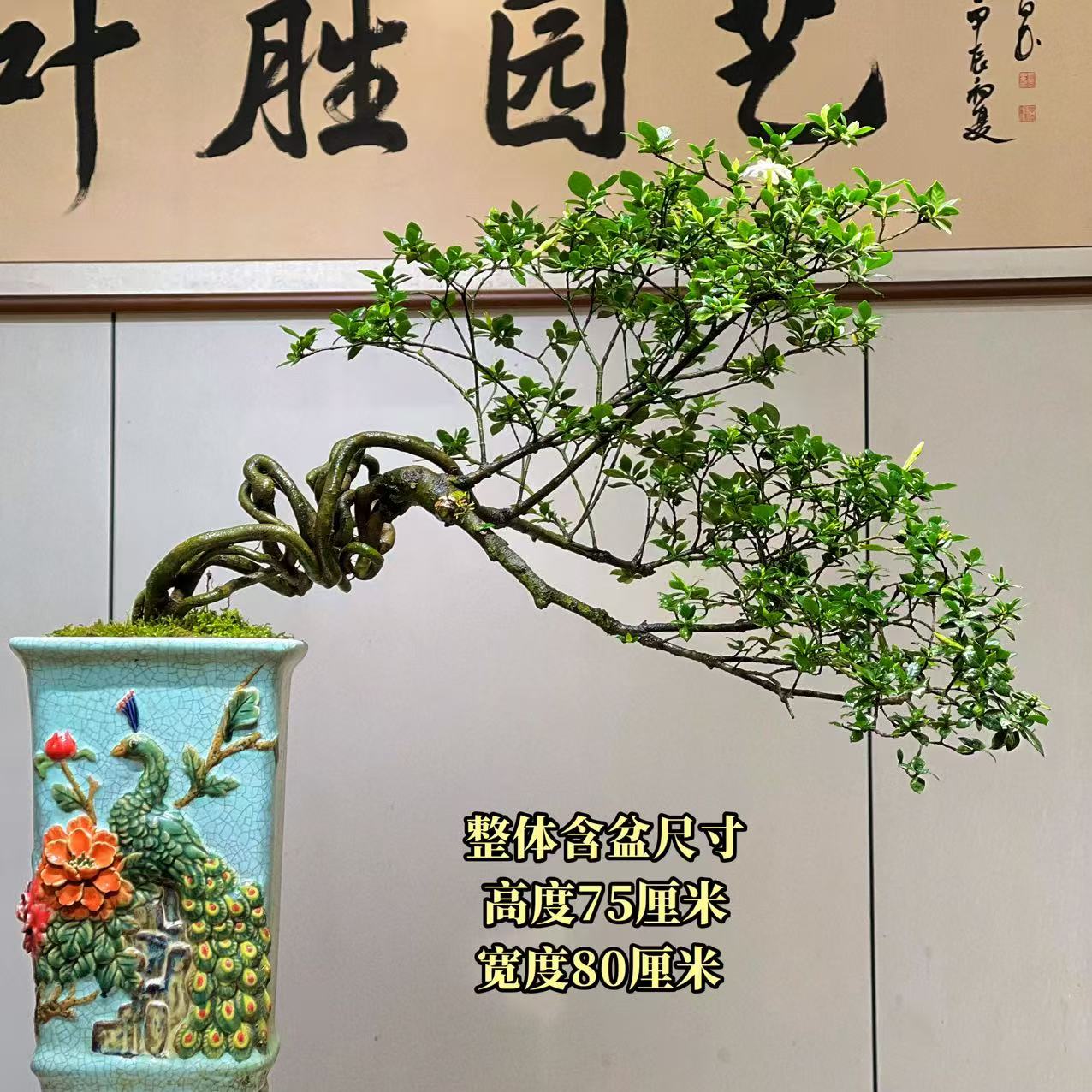 【叶胜园艺】精品四季榄叶栀子花盆景