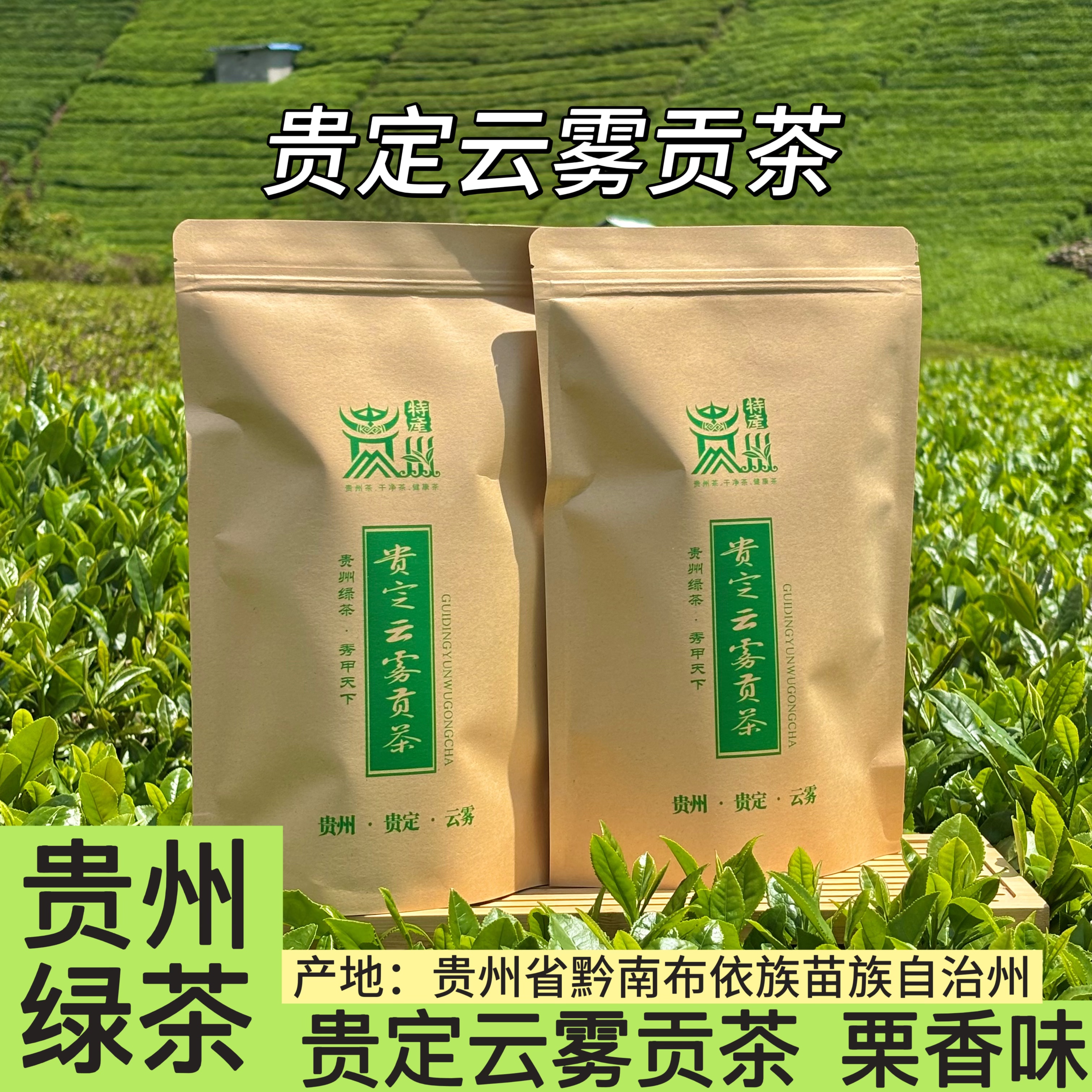 贵州绿茶云雾贡茶2025新茶栗香耐泡型鸟王种2025年新绿茶【C23】