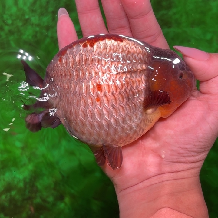 海水鱼金鱼兰寿活体淡水观赏鱼