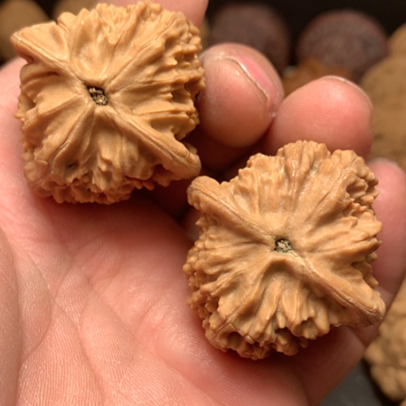 【闪购商品】石****修红狮子