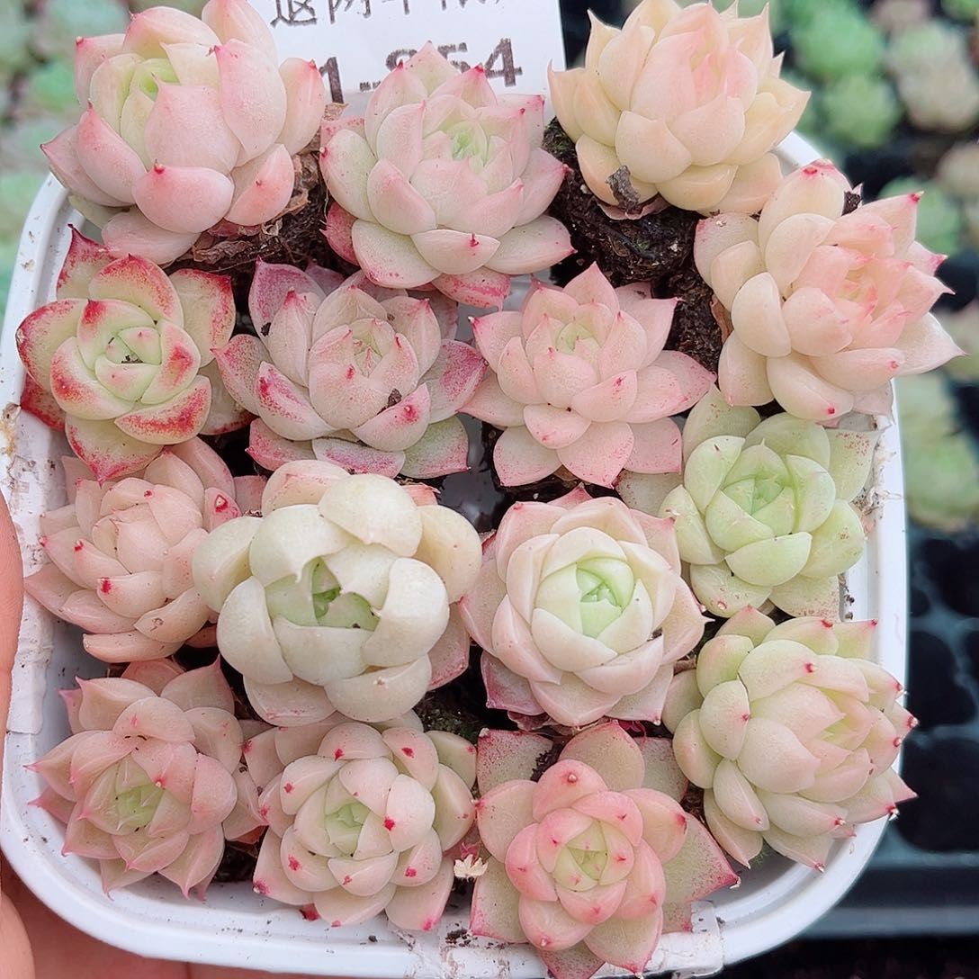 1-854 新疆西藏内蒙不发12.8包邮2-3公分多肉