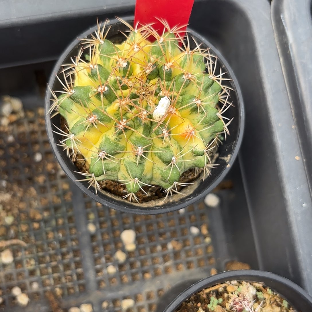 34-0913泰国发货多肉