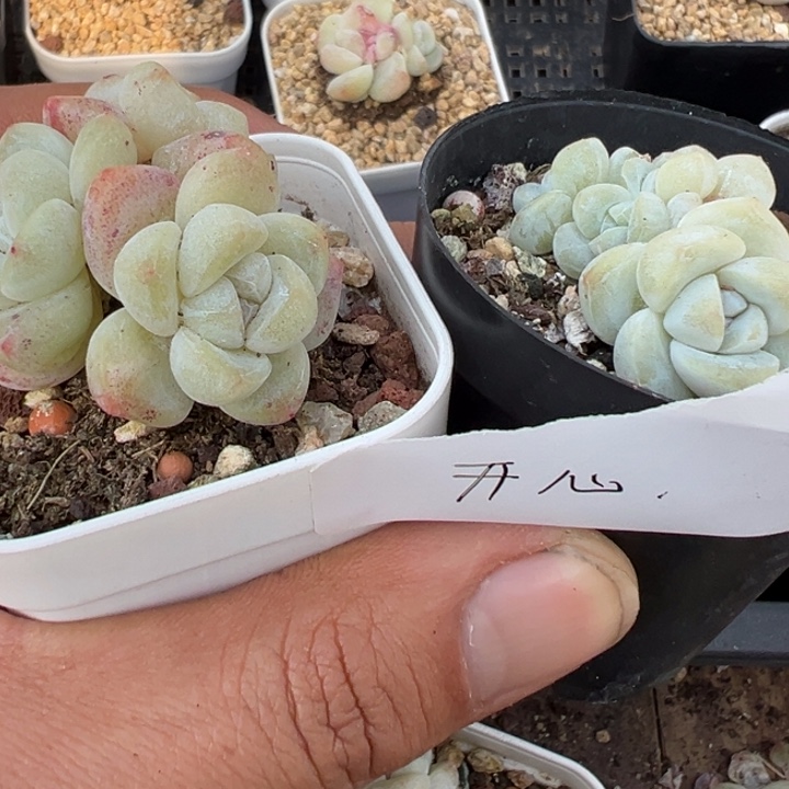 开心一物一拍专拍