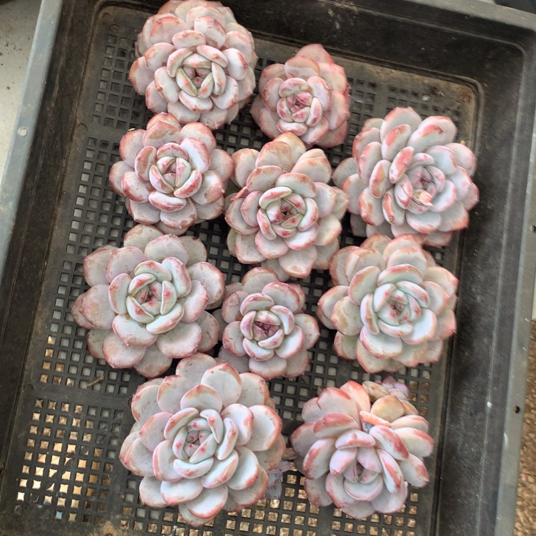 石榴籽哈哈哈哈哈哈哈哈哈