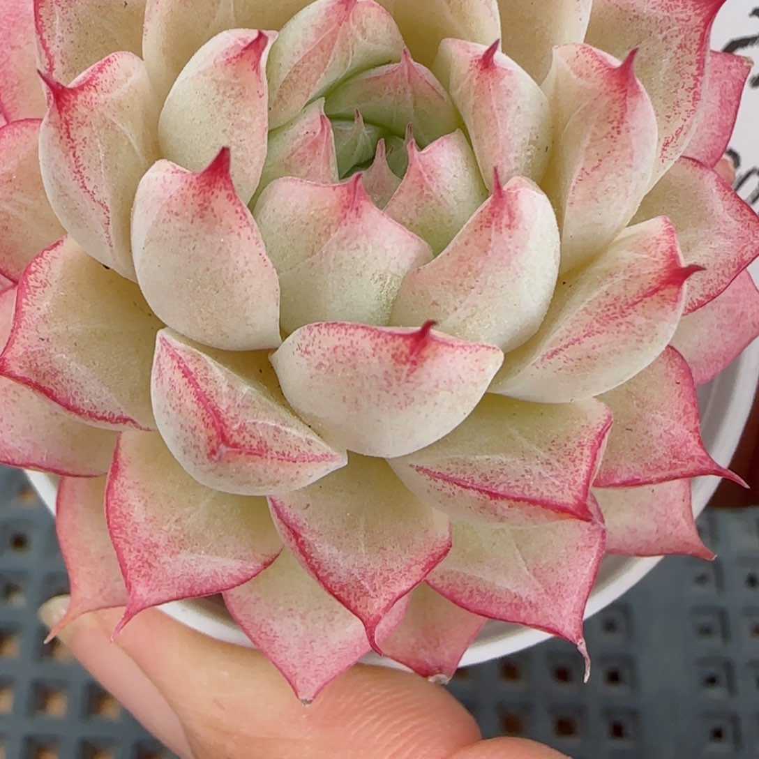 花语逸境0216-164