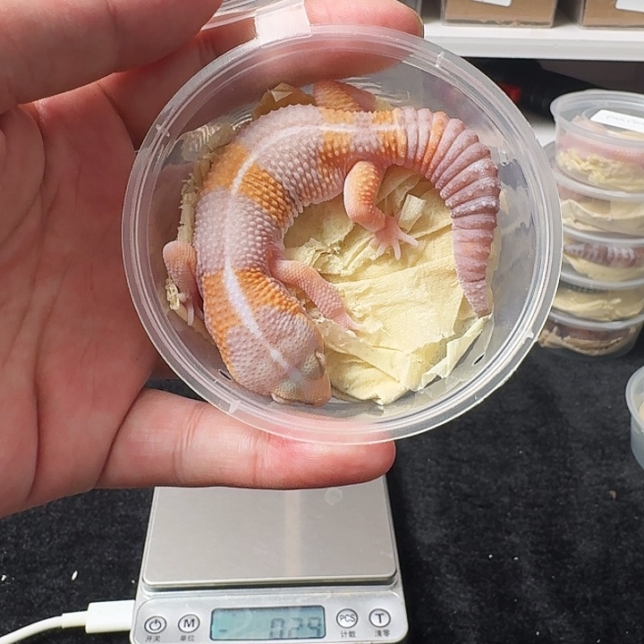 肥尾守宫异色玫瑰橘白，搞起来！
