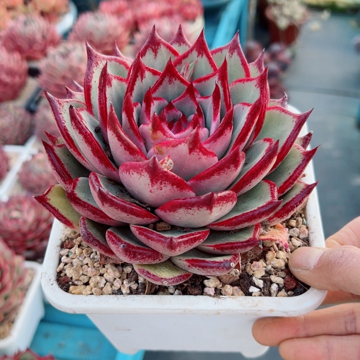 精品多肉植物老桩