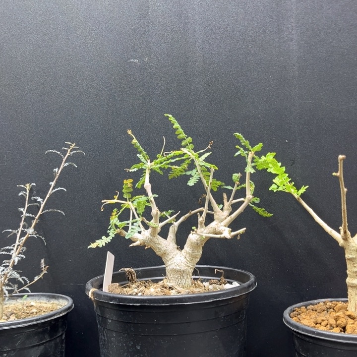 一**元尼勒达乳香111111111111