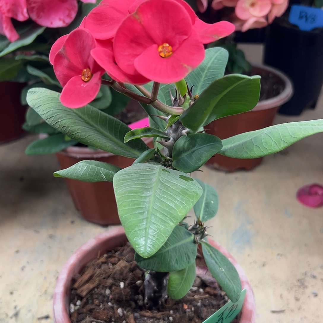 岁***迹红百万泰国大花虎刺梅