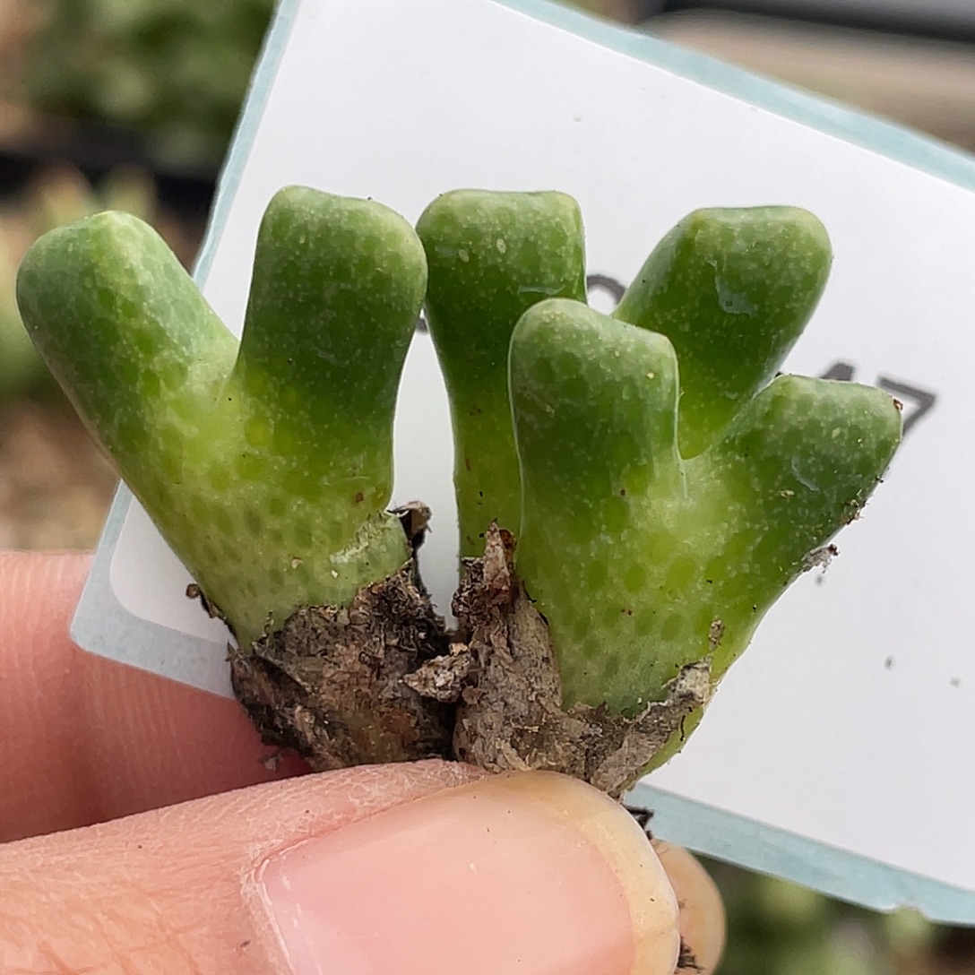 31-47鹿角斑马多肉植物