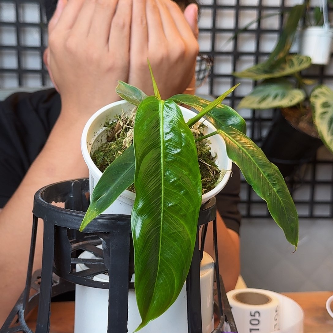 我***咸无花朵一物一拍C100