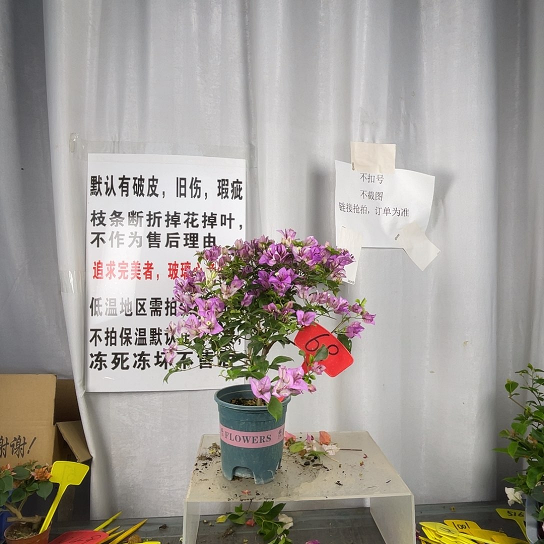 当前无花栽培后可以开花68绿叶雪紫盆苗