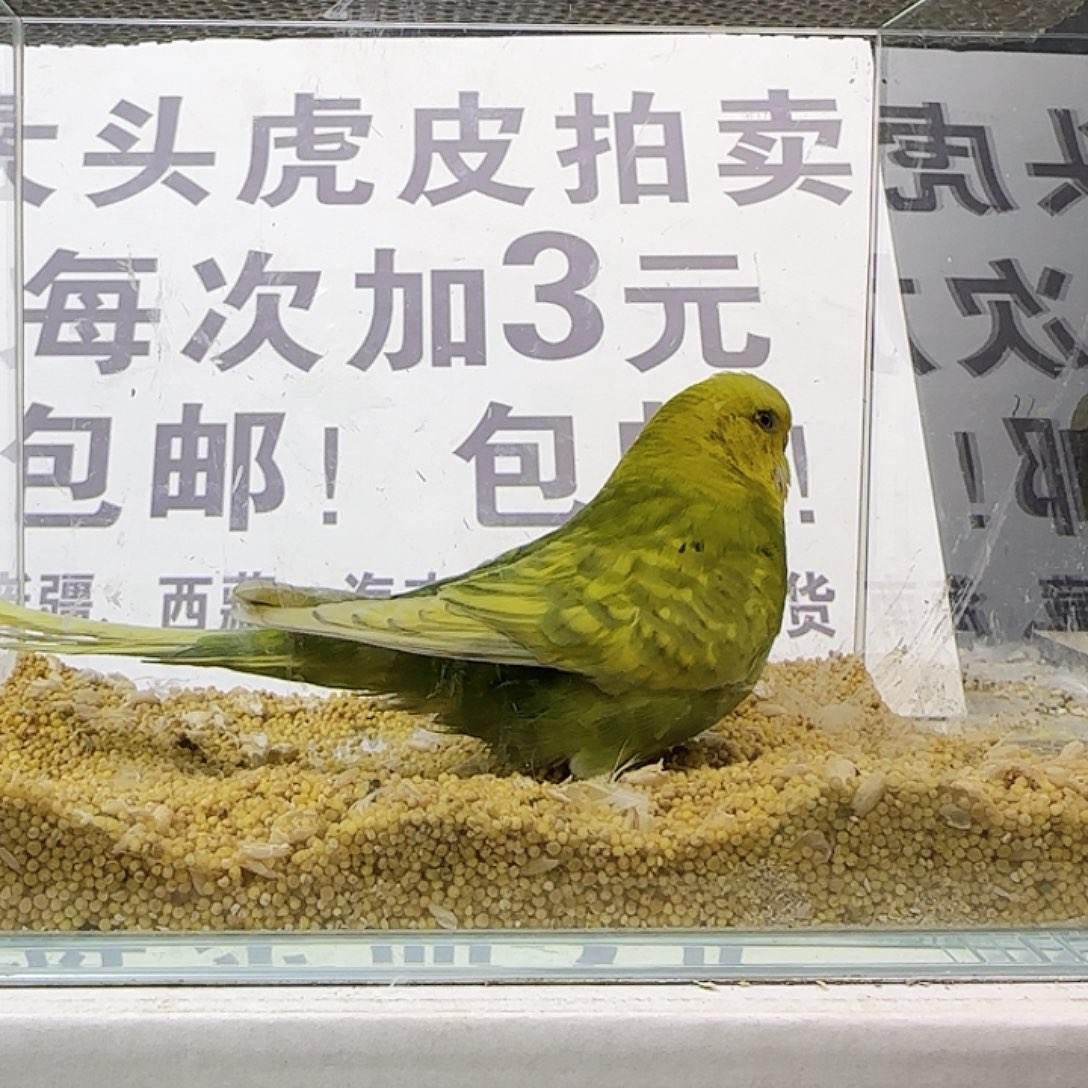 虎皮鹦鹉大头鹦鹉