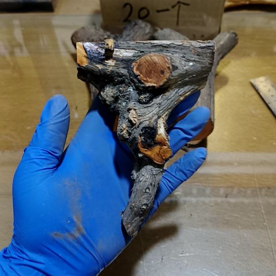 玉***业香榧木崖柏随行毛料毛料毛料