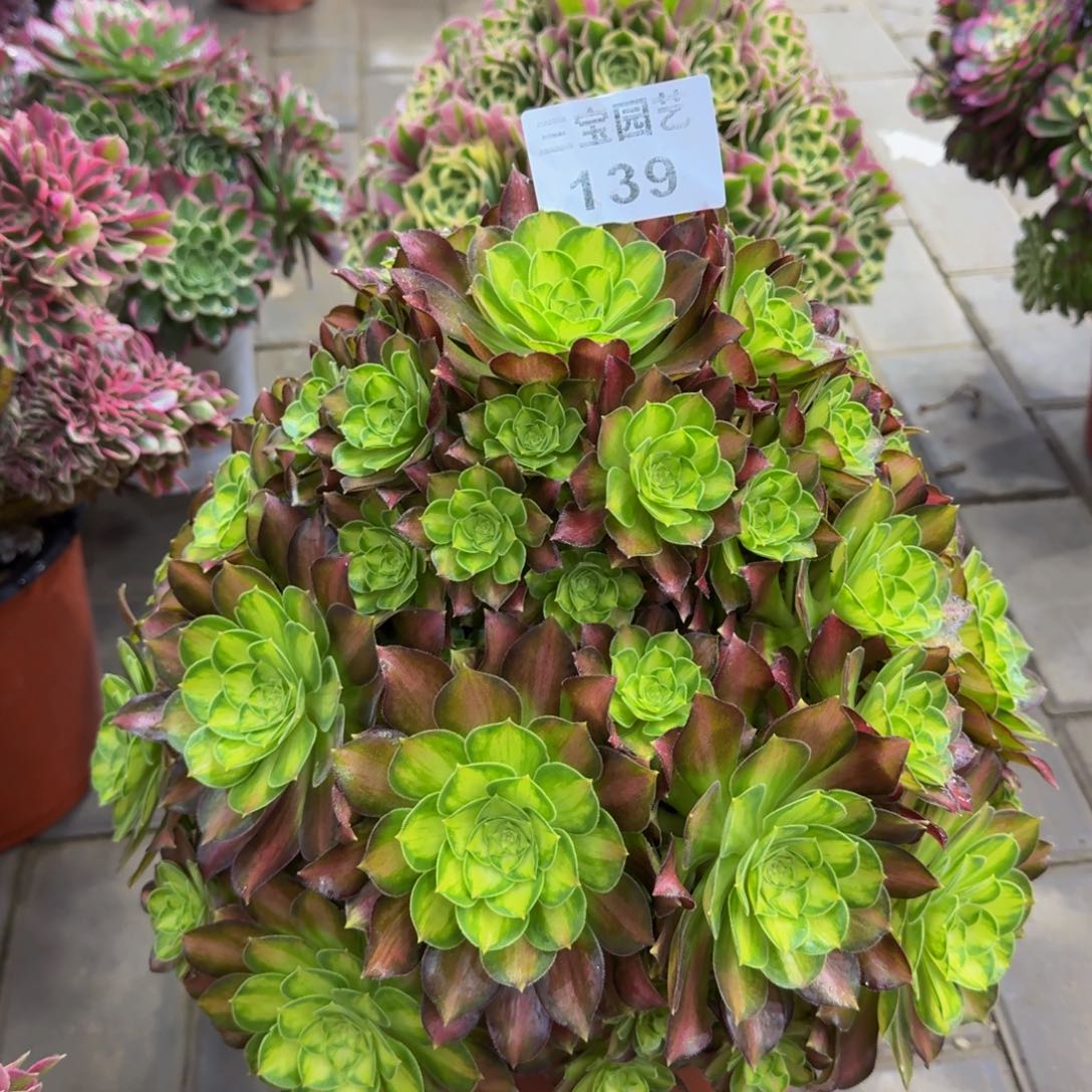 多肉植物139韶华