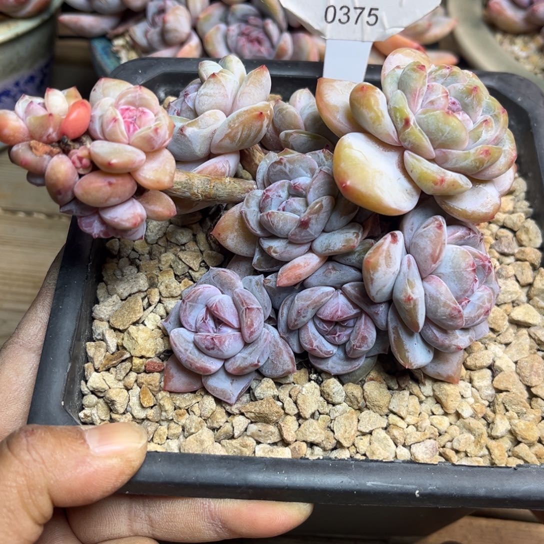 黄底紫心375/12cm8头