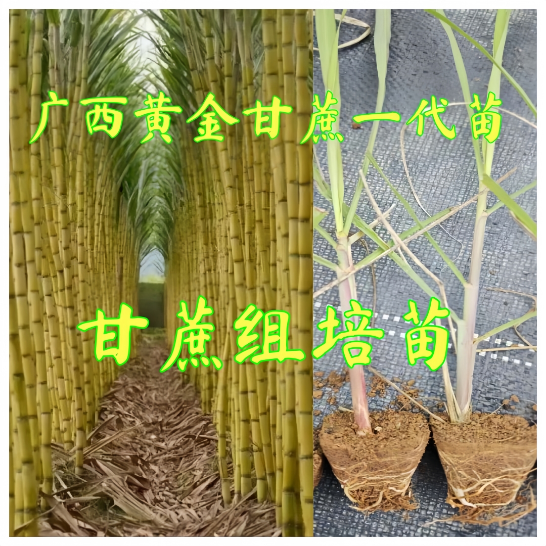 广西黄金甘蔗种苗正宗黑皮甘蔗适合南北方种植