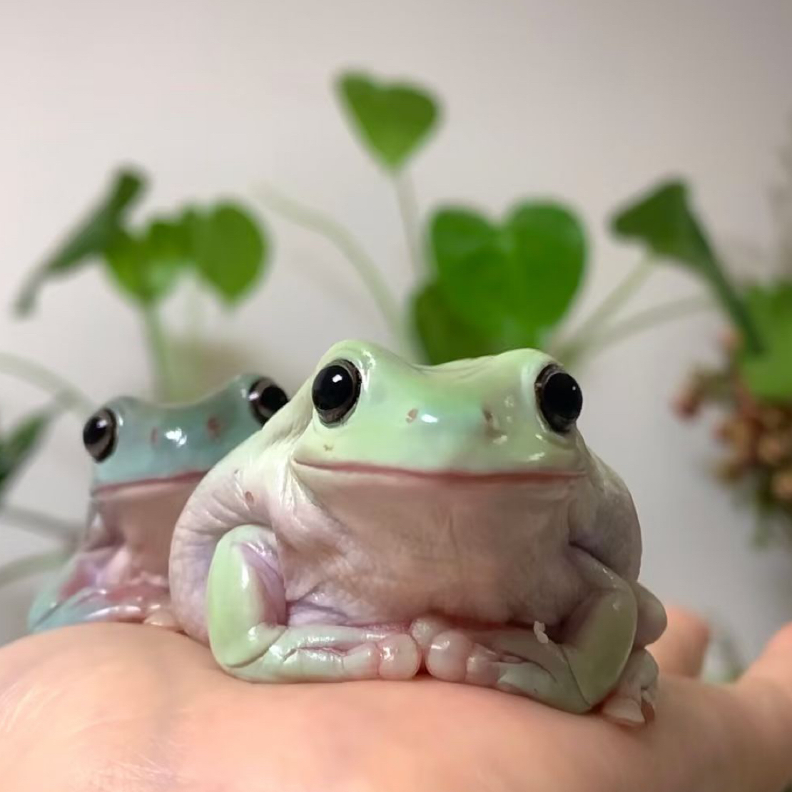 优质澳蓝姥爷树蛙活体宠物可视频选蛙包售后