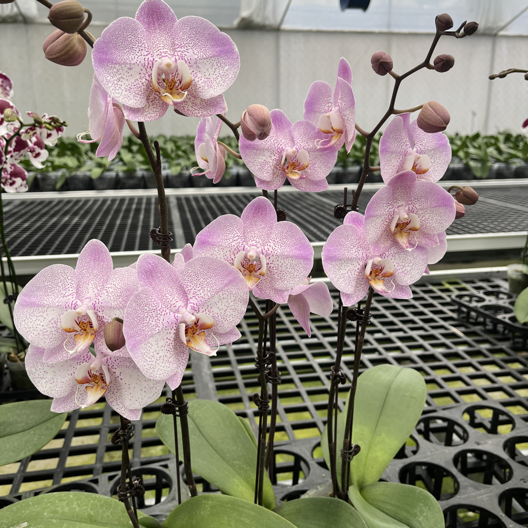 欧品安祖的《奥尔堡》蝴蝶兰室内花卉开花株有花有苞